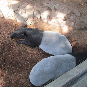 Tropics Trail Malayan Tapir