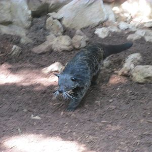 Tropics Trail Binturong (SUPER hard to get)