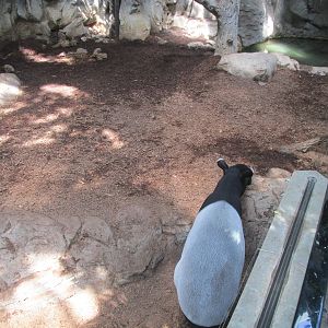 Tropics Trail Malayan Tapir Exhibit