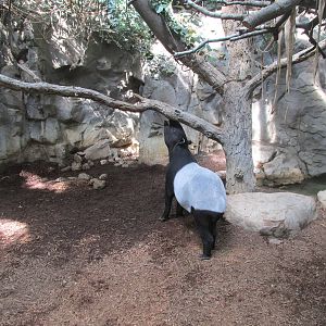 Tropics Trail Malayan Tapir Exhibit