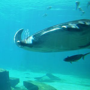 manta ray