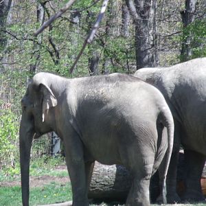 Indian Elephants