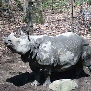 Indian Rhinoceros