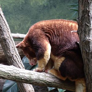 Matschie's Tree Kangaroo
