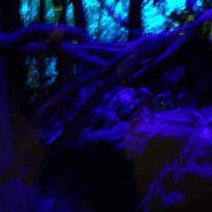 Greater Malay Chevrotain/Red Slender Loris Exhibit