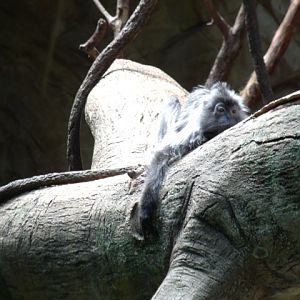 Silvered Leaf Monkey