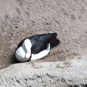 Radjah Shelduck
