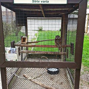 Hueston Woods Nature Center - Barred Owl Exhibit