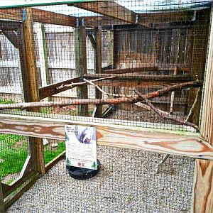 Hueston Woods Nature Center - American Kestrel Exhibit