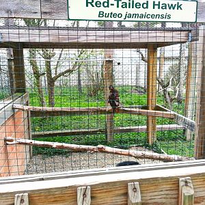 Hueston Woods Nature Center - Red-tailed Hawk Exhibit