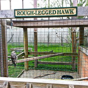 Hueston Woods Nature Center- Rough-legged Hawk Exhibit