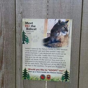 Hueston Woods Nature Center - Bobcat Sign