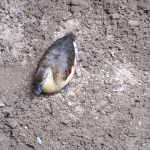 Lesser Whistling Duck
