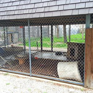 Hueston Woods Nature Center - Bobcat Exhibit 2