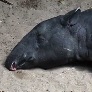 Malayan Tapir