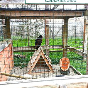 Hueston Woods Nature Center - Turkey Vulture Exhibit