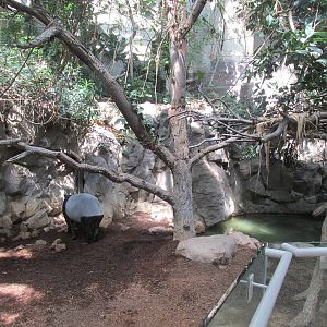 Tropics Trail Malayan Tapir Exhibit
