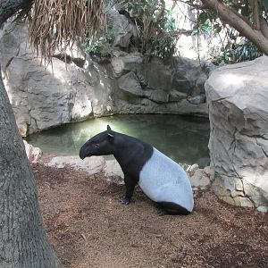 Tropics Trail Malayan Tapir