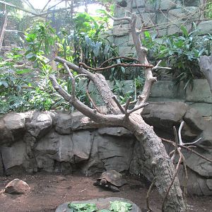 Tropics Trail Tortoise Shell