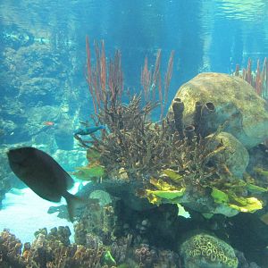 Tropics Trail Reef Underwater Viewing