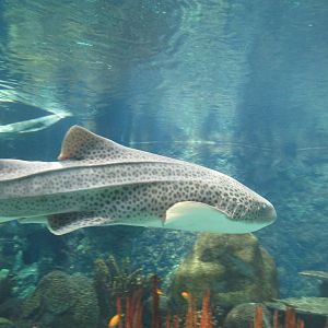 Tropics Trail Zebra Shark