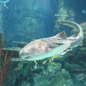 Tropics Trail Zebra Shark