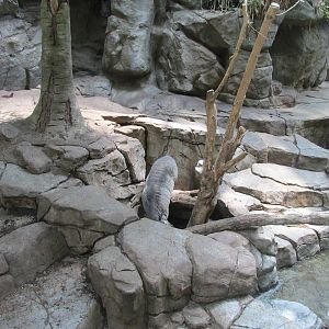 Tropics Trail Visayan Warty Pig Exhibit