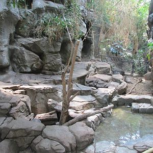 Tropics Trail Visayan Warty Pig Exhibit