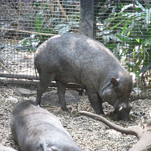 Tropics Trail Visayan Warty Pig