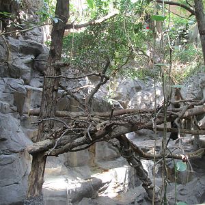 Tropics Trail Red Panda/Goral Exhibit