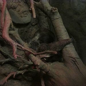 Tropics Trail Two-toed Sloth