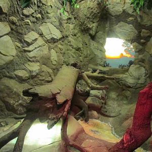 Tropics Trail Chinchilla/Sloth Exhibit