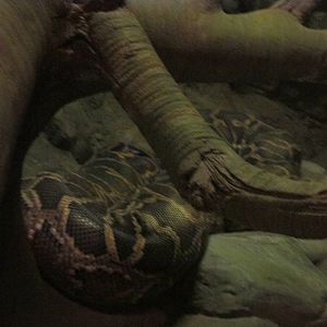 Tropics Trail Python