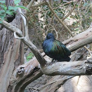 Tropics Trail Asian Aviary