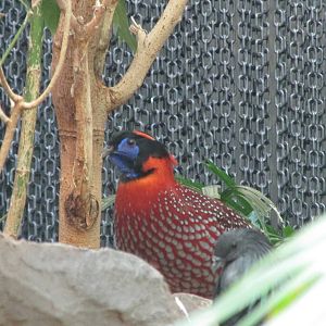 Tropics Trail Asian Aviary