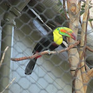 Tropics Trail Keel-billed Tocan