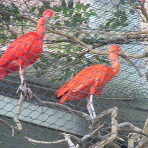 Tropics Trail Scarlet Ibis