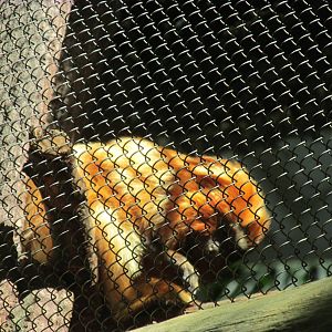 Tropics Trail Golden Lion Tarmarin