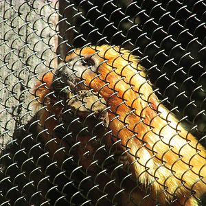 Tropics Trail Golden Lion Tarmarin