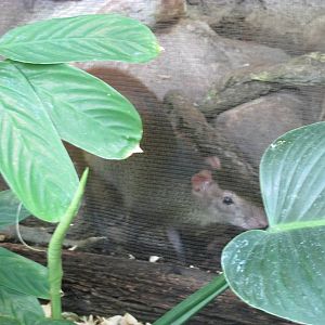 Tropics Trail Agouti
