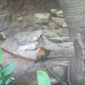 Tropics Trail Agouti Exhibit