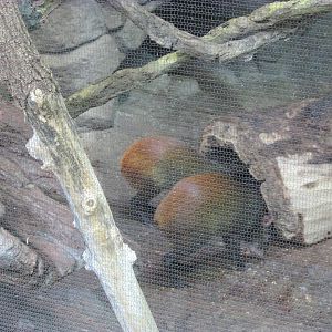 Tropics Trail Agouti