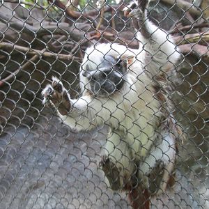 Tropics Trail Cotton Top