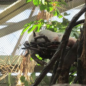 Tropics Trail Tamandua