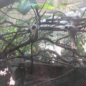 Tropics Trail Cotton Top/Tamandua Exhibit