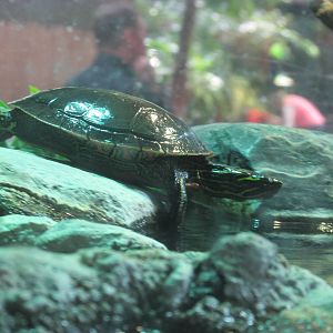 Minnesota Trail Pond Turtle