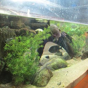 Minnesota Trail Pond Exhibit (Turtles and Perch)