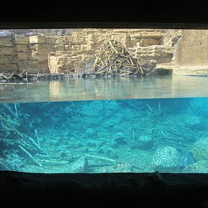 Minnesota Trail Underwater Beaver Viewing