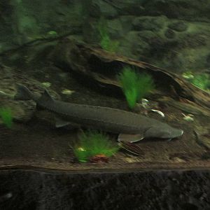 Minnesota Trail Sturgeon Exhibit
