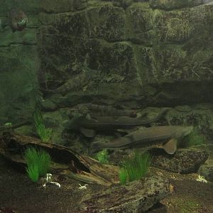 Minnesota Trail Sturgeon Exhibit
